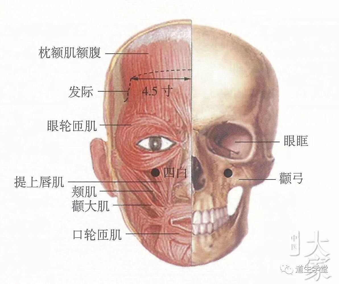 双眼平视时,瞳孔正中央下约二厘米处(或瞳孔直下,当眶下孔凹陷处)