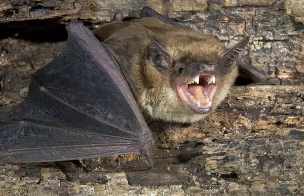 专家提醒,健康的蝙蝠通常会远离人类,在上空飞行