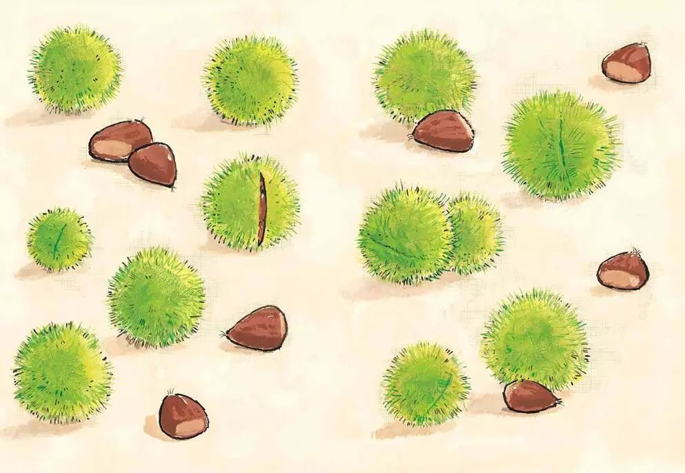 板栗树插画图片