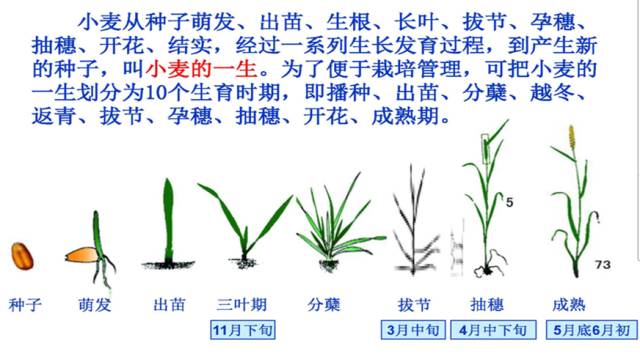 小麦生长过程简单图片图片