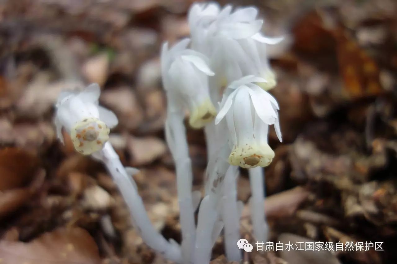 幽灵兰花水晶兰花(幽灵之花水晶兰花语)