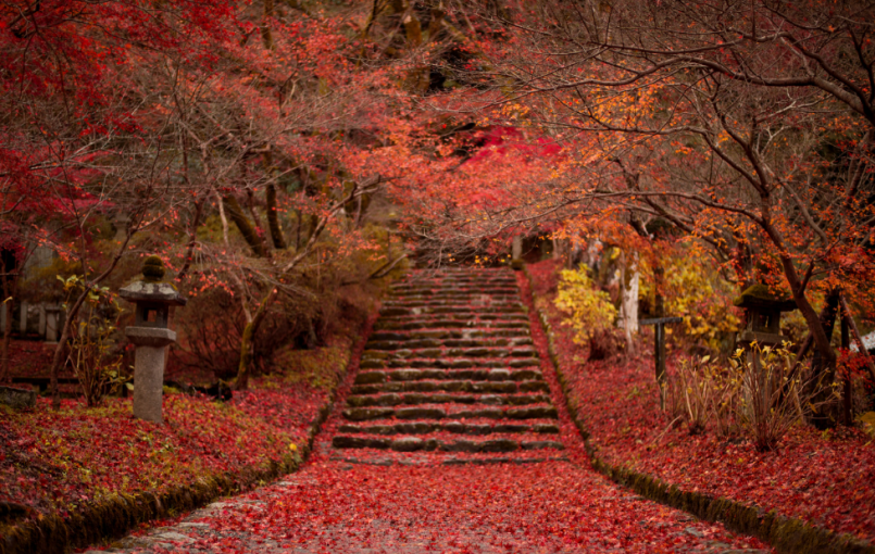 行走在深秋的山间 日本九州红叶温泉之旅