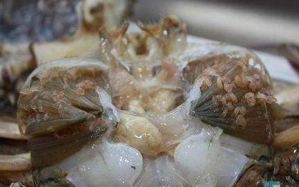 帝王蟹寄生虫图片