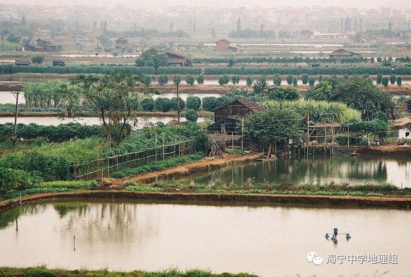 珠三角基塘农业图片
