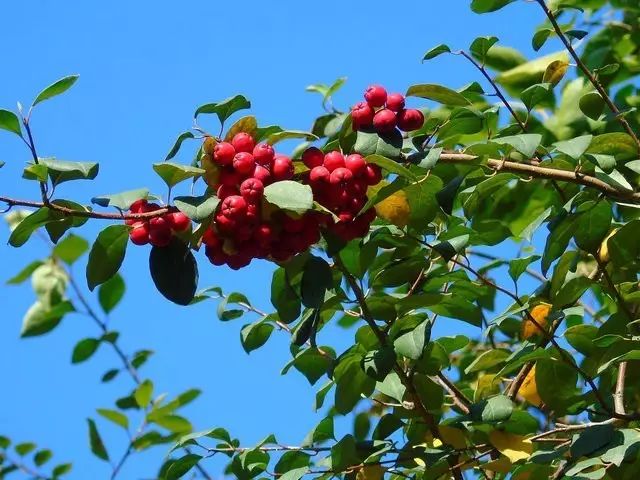 山楂紅了來一場臨沂人的山楂樹之戀吧附採摘攻略