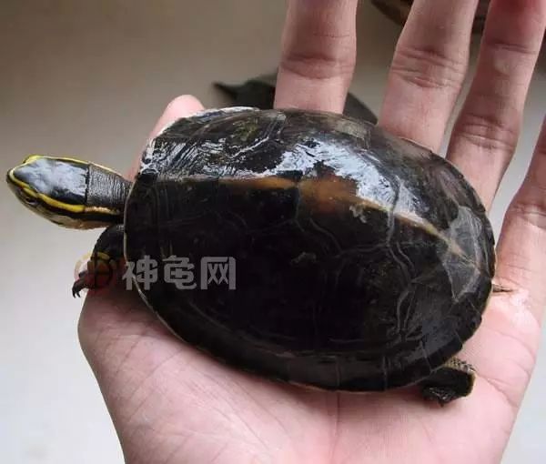干货安布闭壳龟的挑选调理与饲养