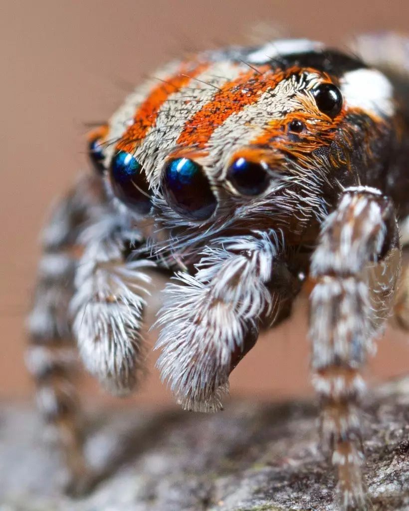 20只眼睛的蜘蛛的图片图片