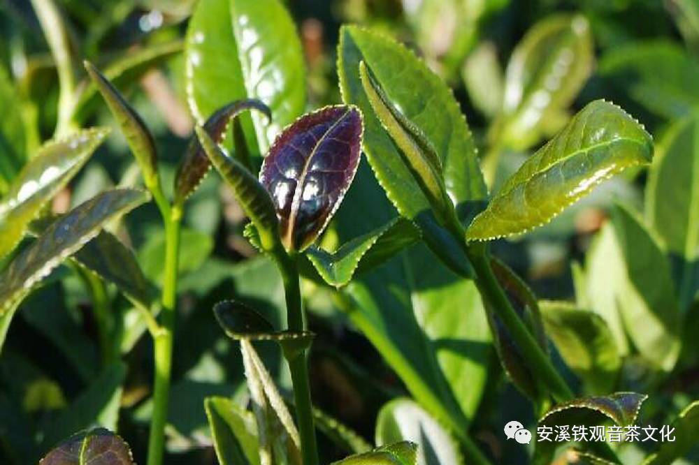 鐵觀音,是一種茶樹,也代表一種茶葉,更代表的是安溪人獨有的茶葉感情