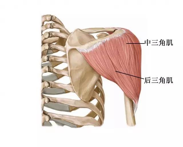 位置和附着点三角肌劳损是肩部疼痛的重要原因之一