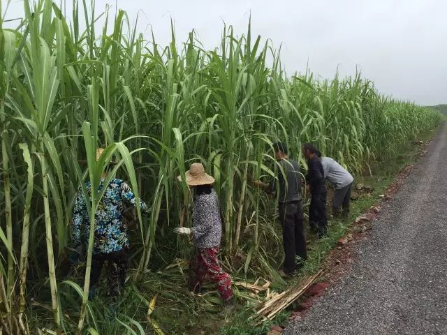 旅遊 正文 目前,第一期,第二期甘蔗種植區已達135畝,解決農村閒散勞動