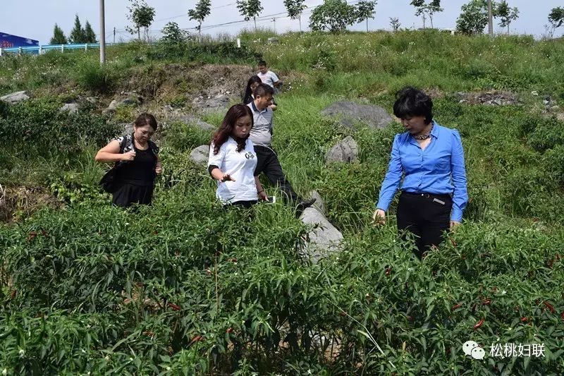 杨妮松桃图片