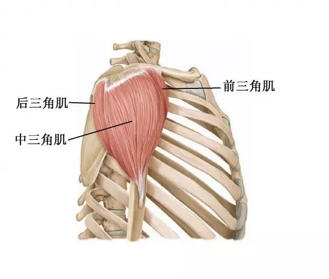 远侧端附着于肱骨中段外侧的三角肌近端附着于三个位置:锁骨内侧半