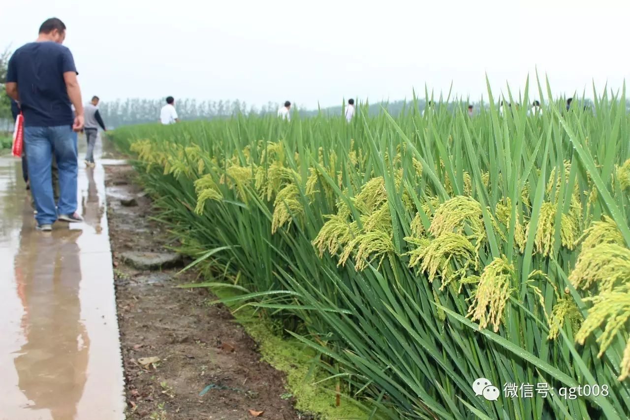 親耕田畝產2000斤雜粳嘉優中科1號邀您實地考察見證