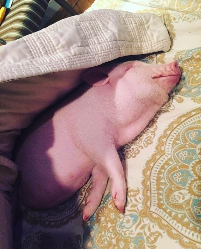 懒猪图片睡懒觉图片