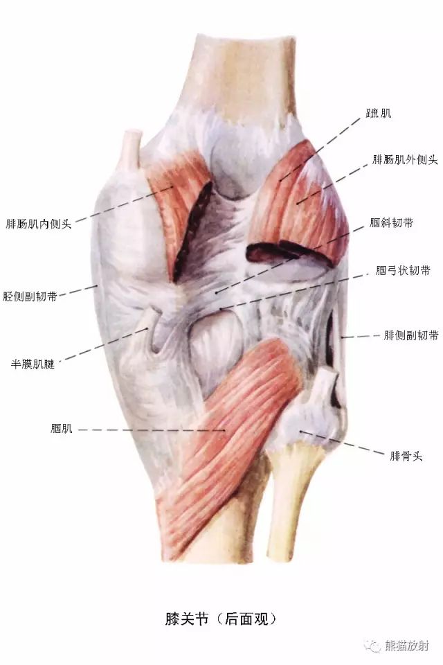 解剖膝關節系統解剖圖矢狀mri示意圖