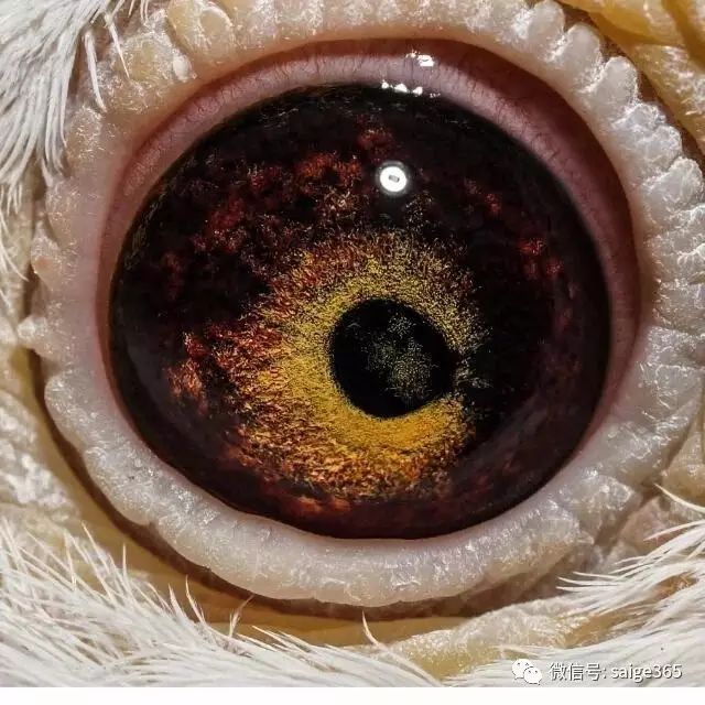 华普利名鸽眼睛图图片