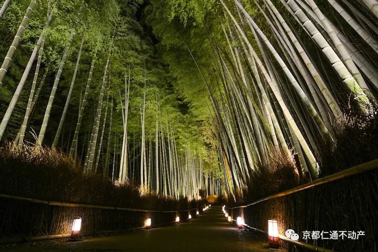 今年12月到京都嵐山花燈路欣賞燈火通明的璀璨夜景