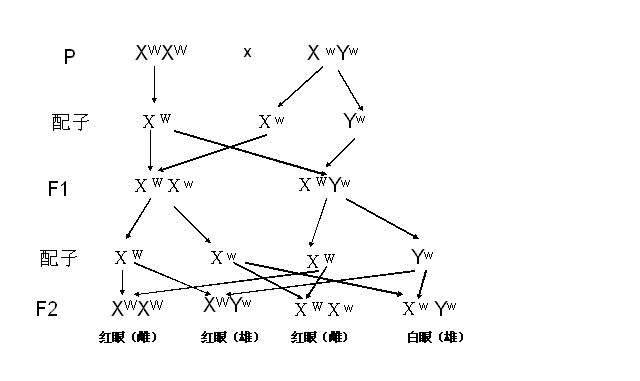 摩尔根演绎推理的过程图片