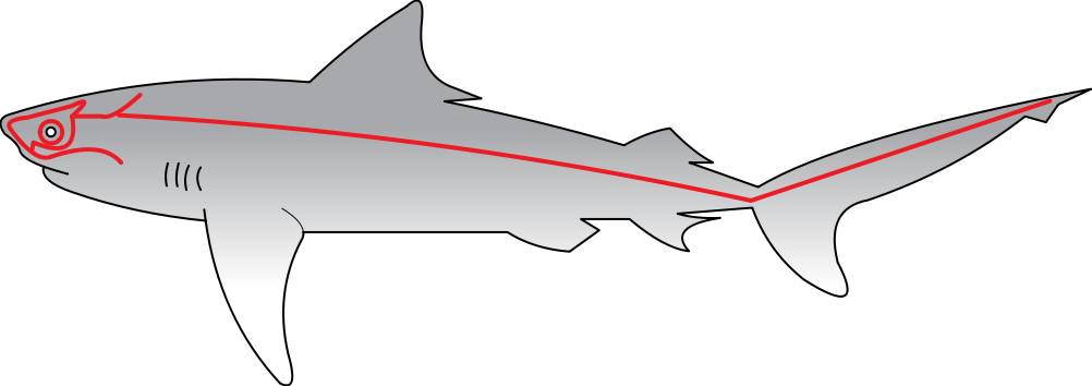 鲨鱼的侧线图片