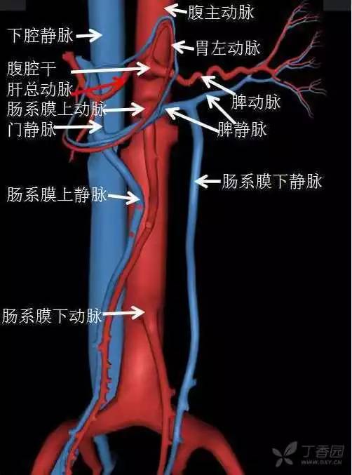 第一点:下腔静脉和门静脉在上面的层面是距离比较远的(双箭头),而随着