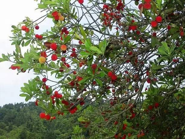 水杨梅果实图片