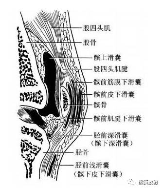 解剖膝关节系统解剖图矢状mri示意图