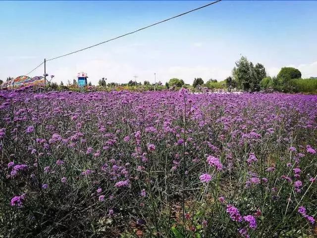 國慶長假,永登越國開心農場花世界免費送門票啦!