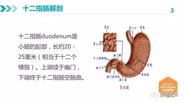 十二指肠球部解剖图图片