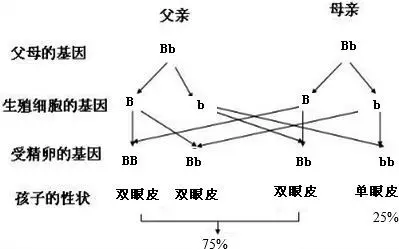 双眼皮遗传系谱图图片