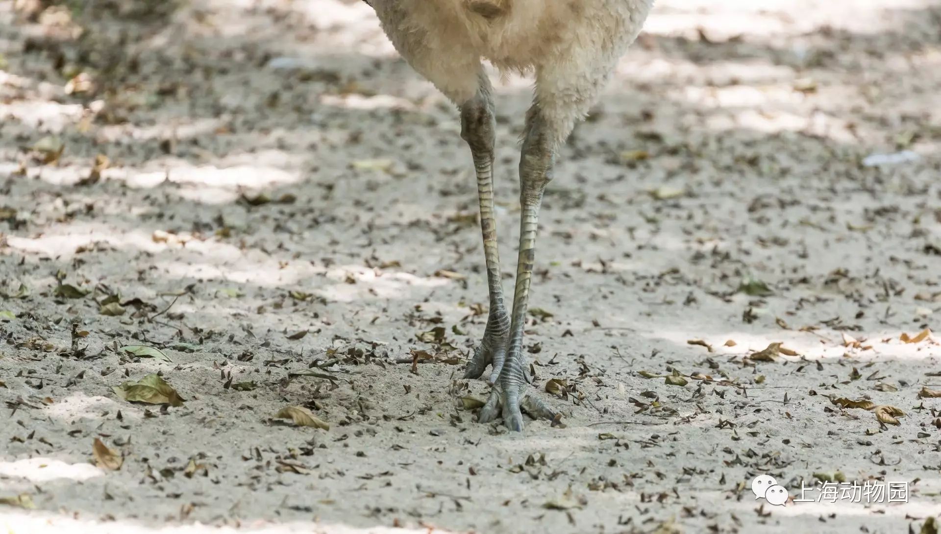 美洲鸵鸟脚趾看完上面的简单介绍,有没有对四种动物的形态特征差异有