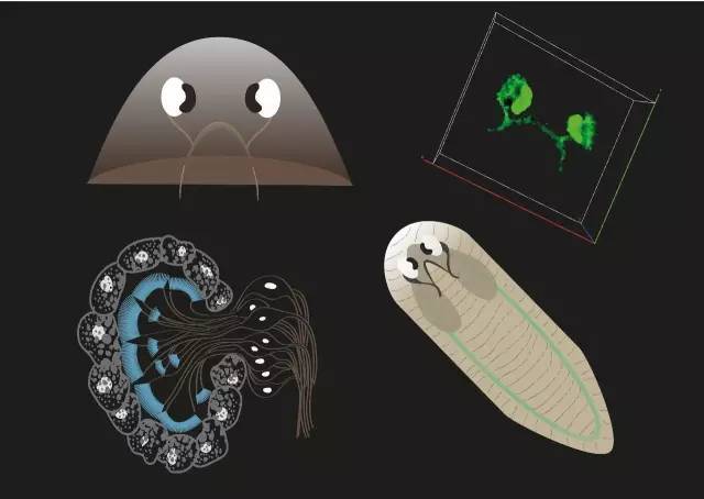 涡虫生殖系统图片