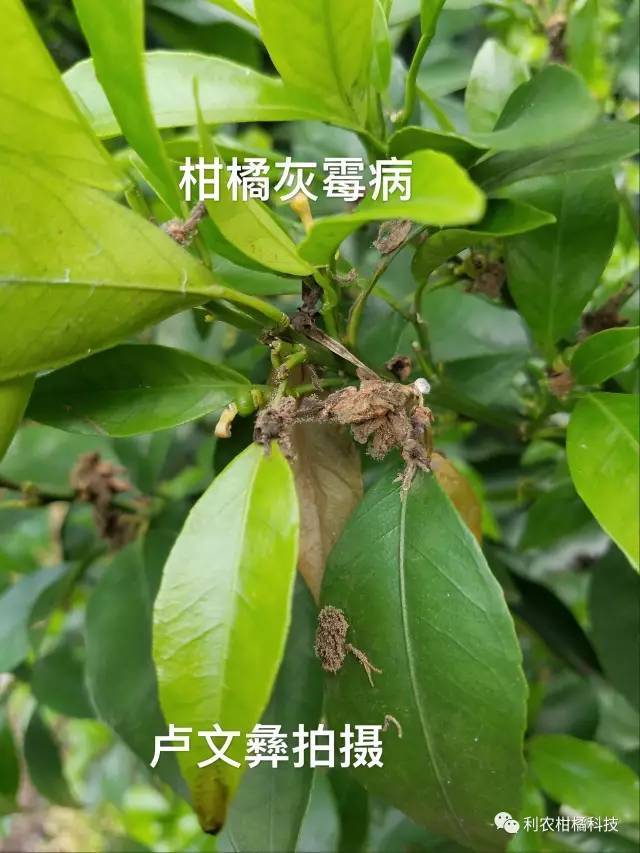 沃柑病虫害识别图片