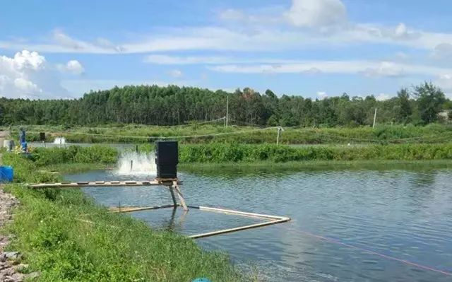 李老闆為每個魚塘配備2-4臺水車式增氧機和1臺葉輪式增氧機.