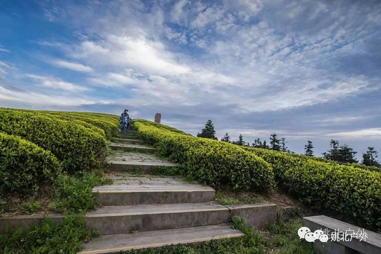 【10.1】登頂福泉山 觀最美茶園 賞鳳凰湖美景 看蘆葦盪漾