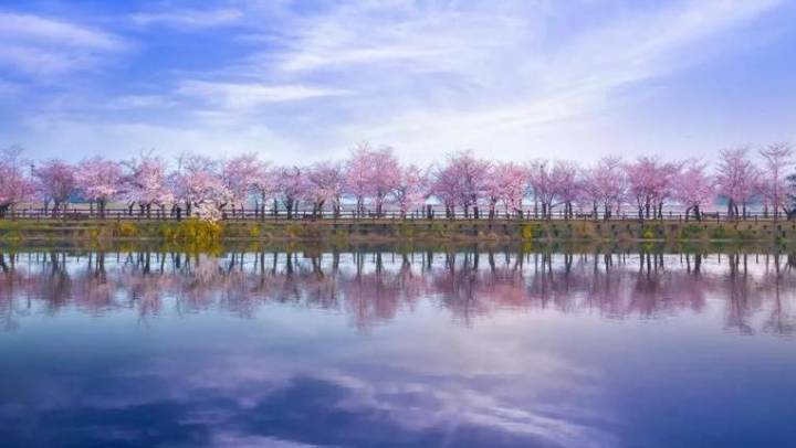 柳堤,桃花堤位於白馬景區,經華僑城,白馬洲,湖光村,至李家大灣郊野道