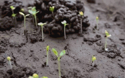 小种子发芽动图图片