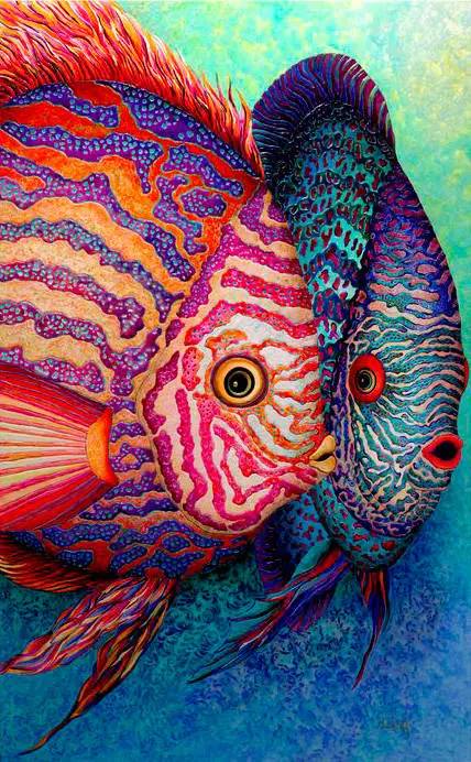 色彩斑斓的海底七彩神仙鱼