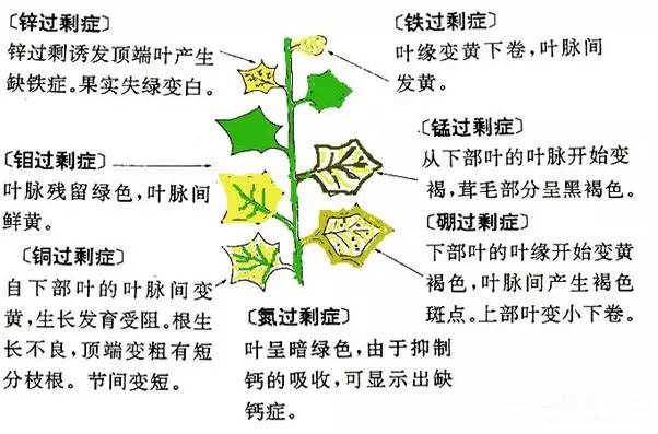 西红柿苗期病害图解图片