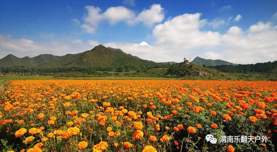 2017年2/4/6/8日(一日游【出行线路:渭南-玉山格桑花-万寿菊花海