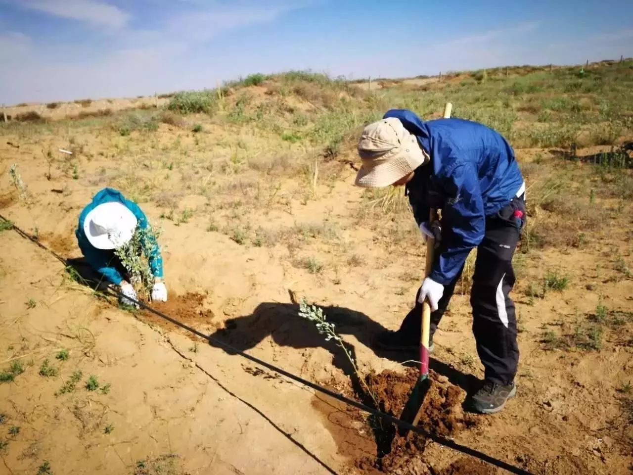 大漠风沙里记腾格里沙漠锁边公益植树活动