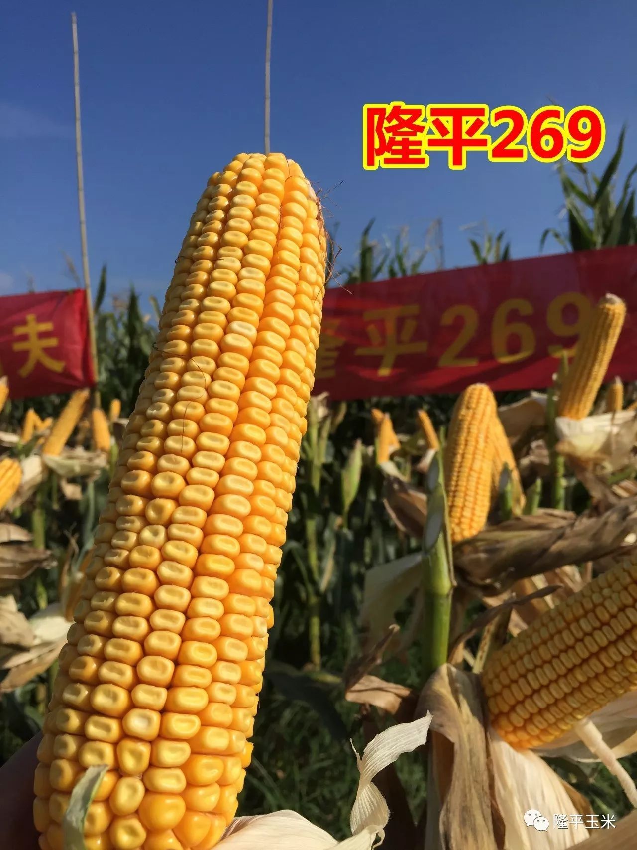 华科198玉米种简介图片