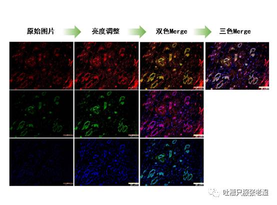 67ppt做sci论文图④免疫荧光merge图