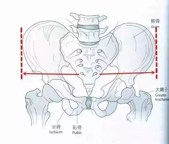 首先我们来了解胯部结构,胯宽是指我们两块髂骨最高点形成的宽度