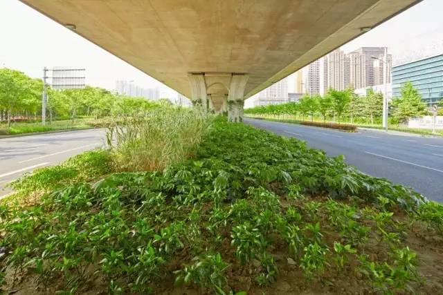 是海绵城市建设道路项目,公园项目和绿地项目的综合示范