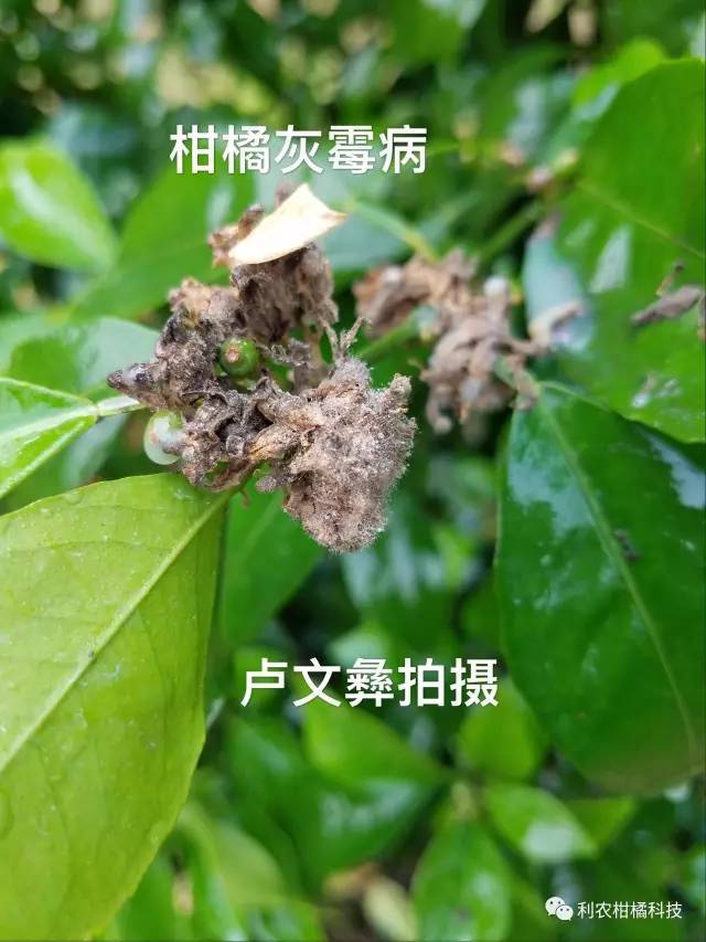 沃柑砂皮7,沃柑脚腐十四,沃柑主要虫害1,红蜘蛛2,锈瘿螨以上两个是最