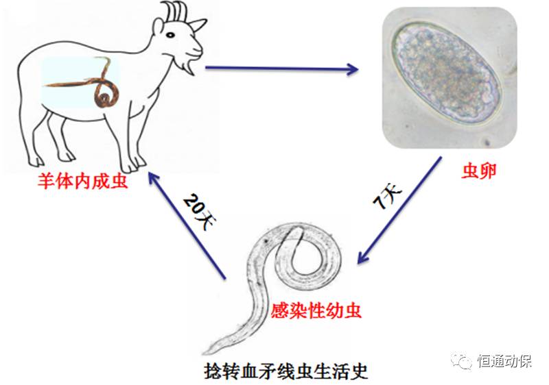 捻转胃虫卵结构图图片