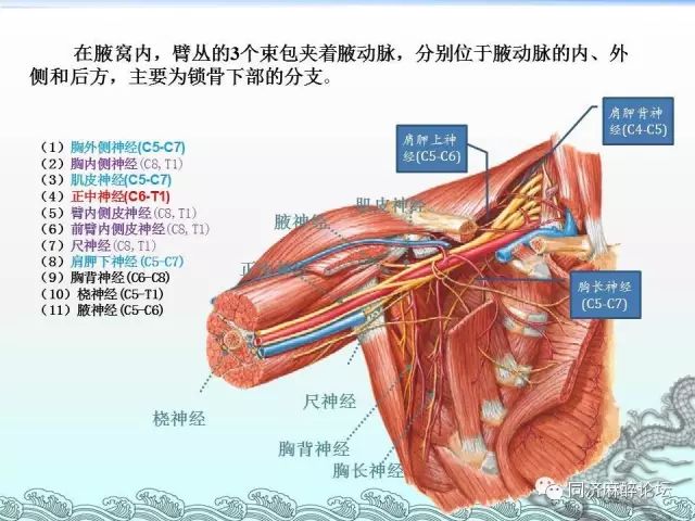 神經圖譜史上最全神經彩色圖譜一文記住頸叢臂叢腰叢骶叢胸神經