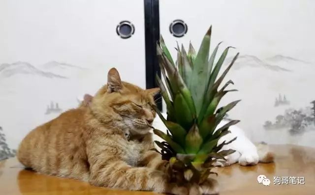 主人把一菠萝头放到猫咪面前,一睁眼这丫表情呆滞了
