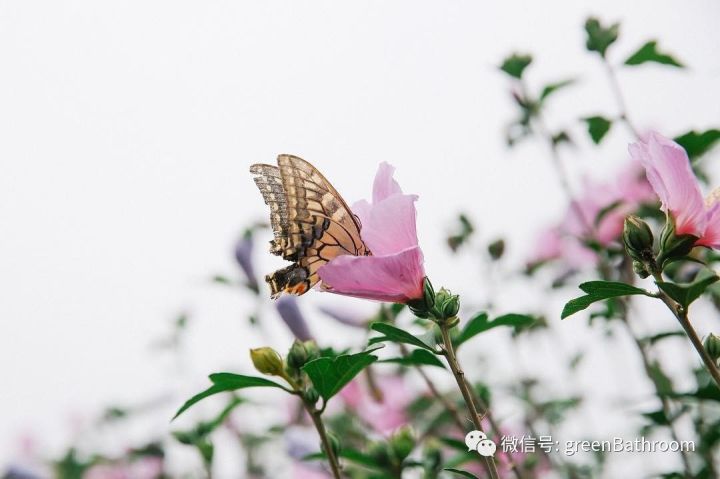 你可认得时光中的沙仑玫瑰寻花