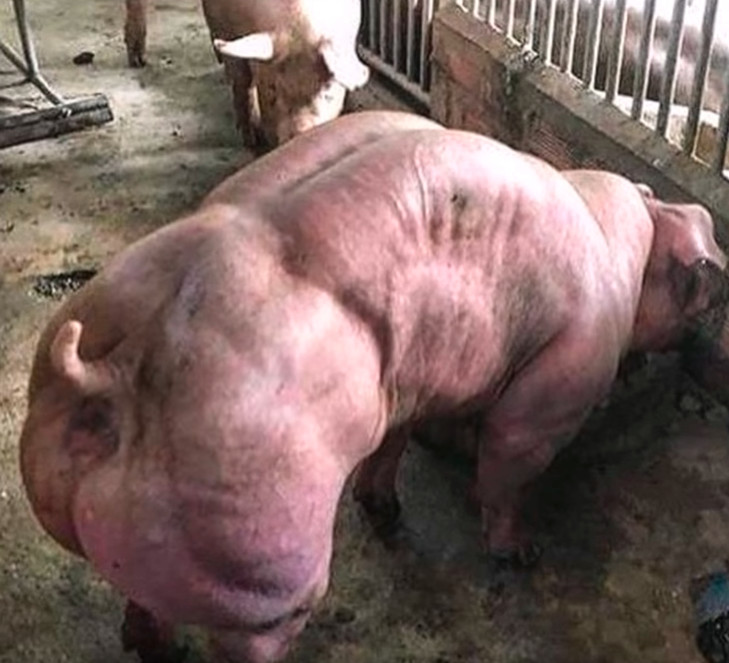 韩国培育出绿巨人猪 浑身是肌肉,这样的二师兄你敢吃吗